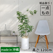 シェフレラ・コンパクタ-020　陶器鉢植え・Lサイズ（マットシリーズ/ロングシリンダー）