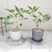 フィカス・ベンガレンシス　陶器鉢植え（ポマル/アサノハ）
