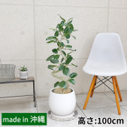 フィカス・ベンガレンシス　陶器鉢カバー付き・Lサイズ（マットシリーズ/ムーン）
