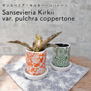サンスベリア　キルキー・コパトーン　陶器鉢植え