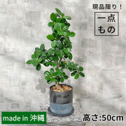 パンダガジュマル-040　陶器鉢植え（NA017）