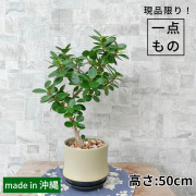 パンダガジュマル-044　陶器鉢植え（スポール・M） 