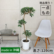 センカクガジュマル-008　8号鉢