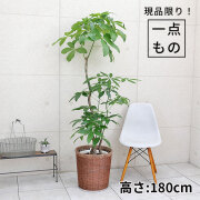 パキラ-022　10号鉢