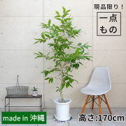 アマゾンオリーブ-020　9号鉢