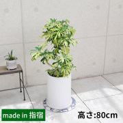 シェフレラ・アッシュフォリア　陶器鉢カバー付き・Lサイズ（マットシリーズ/ロングシリンダー）
