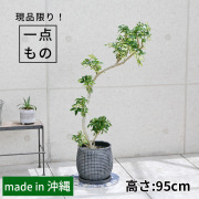 シェフレラ・グランディ-001　陶器鉢植え（マリア/サークル）