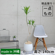 ドラセナ・ナビー-012　陶器鉢植え・Lサイズ（マットシリーズ/ムーン）