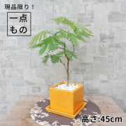 ネムノキ・エバーフレッシュ-049　陶器鉢植え