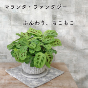 マランタ・レウコネウラ “ライトベインズ”（ファンタジー）セメント鉢植え