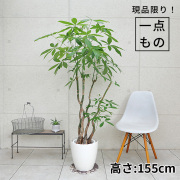 パキラ-024　8号鉢