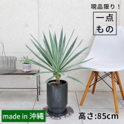 アガベ・ハクセンコウ-001　陶器鉢植え・M（フロウ/トール）