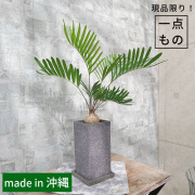 【希少種】ザミア・フロリダ―ナ　陶器鉢植え