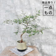 オペルクリカリア・デカリー-001　陶器鉢植え（スポール・M）
