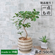 パンダガジュマル-045　陶器鉢植え（クラッツ・シノ）