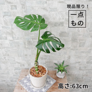 モンステラ・デリシオーサ　幹上がり-022　陶器鉢植え（クラッツ・ウロ）