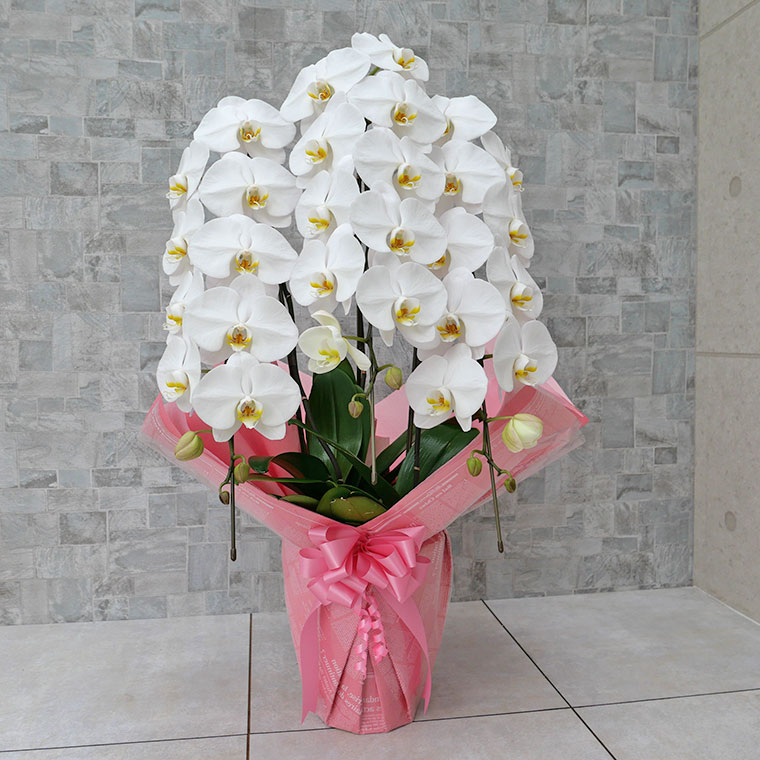 胡蝶蘭 白 3本立ち・LLサイズ