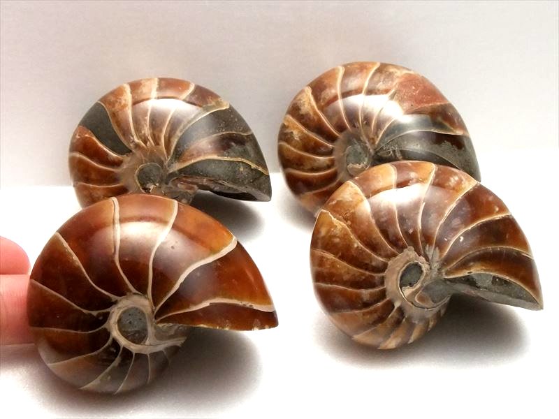 生きた化石 オウムガイ 化石 重さ 約45g-65g アンモナイト化石 オウム貝 現代も生息しているオウム貝の化石 パワーストーン 天然石
