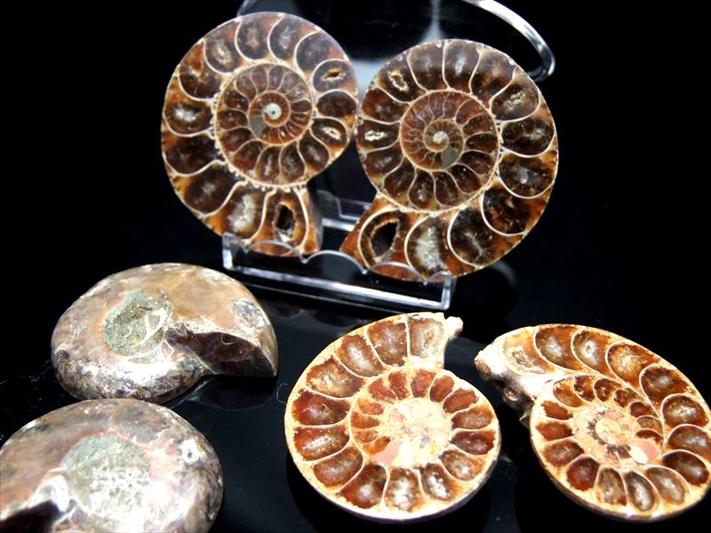 しっかり隔壁の4Aタイプ アンモナイト スライス化石 ポーチ付き 約30-40g 2枚セットの重さ 幸運を呼び込む石 遊色アンモナイト化石 時の瞑想者