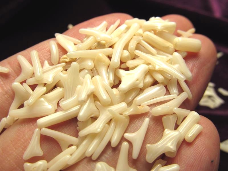 ホワイトコーラル さざれ 約200g 粒約2mm-8mm 瑞々しさのあるつやつや光沢 白珊瑚 厄除け 子宝の御守り sa-