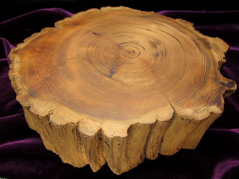 家康公 見返りの大杉 台座 全幅約180mm 重さ464g 樹齢450年の杉使用 置物や原石のディスプレイに 天然木製楕円型・原石用台座 一点もの 9回目の3個中の3番