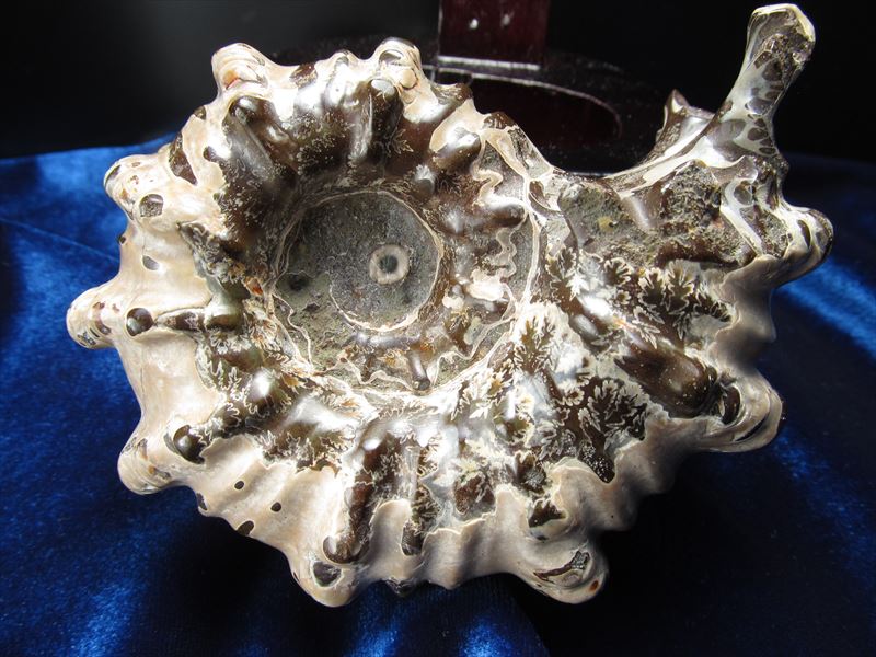 幸運を呼び込む石 巻貝 アンモナイト 化石 重さ568g 専用木製台付き パワーストーン 天然石