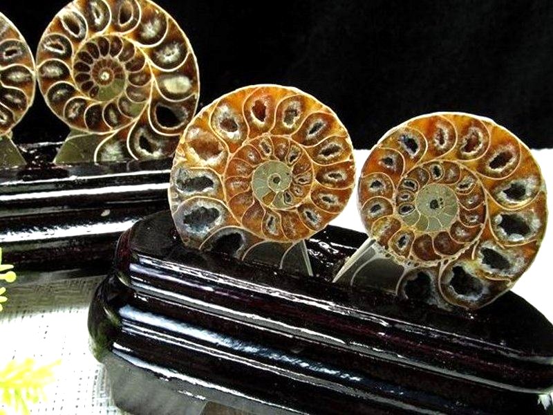 台座付き2枚セット アンモナイト スライス化石 専用木製台座付き 約100g-120g 2枚セットの重さ 幸運を呼び込む石 遊色効果 アンモナイト化石 生物起源の宝石