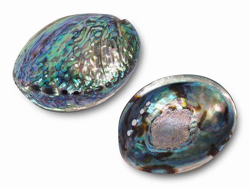 アバロンシェル アワビ貝殻 両面ポリッシュタイプ 長さ約12cm-15cm 1個売り ホワイトセージなどの薫香やディスプレイに ニュージーランド産 パワーストーン