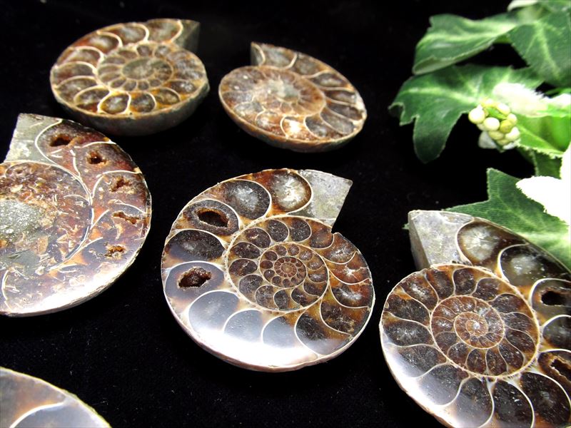 美しいカルサイト 4A アンモナイト スライス化石 約15g-20g 2枚セットの重さ 幸運を呼び込む石 遊色アンモナイト化石 時の瞑想者 マダガスカル産