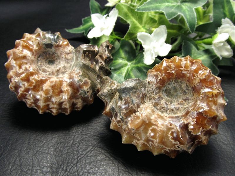 1個売り ドウビレイセラス(アンモナイト化石)原石 95g-110g 幸運を呼び込む石 テンドリック模様あり 古代の神秘 時の瞑想者 マダガスカル産