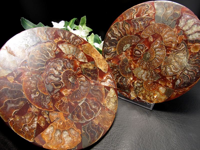 びっしりアンモナイト！ アンモナイト化石 円形スライス 1個売り 直径約120mm前後 幸運を呼び込む石 1つ1つに宿るそれぞれの古の記憶