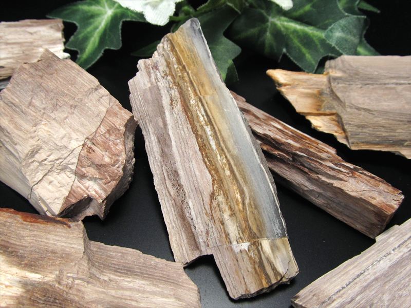 リアル木の化石！ 珪化木 原石 重さ20g-30g シリカ化した木の化石 神秘なる大自然の力 ウッドストーン 博愛・真心・希望 木の化石