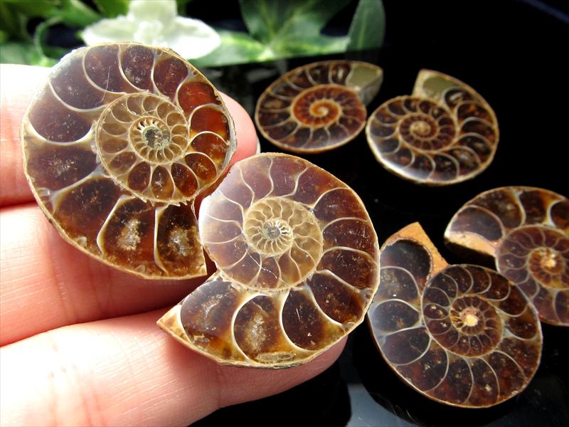 対になったミニサイズ 3A アンモナイト スライス 約3g-10g前後 2枚セットの重さ 幸運を呼び込む石 遊色アンモナイト化石 時の瞑想者 マダガスカル産
