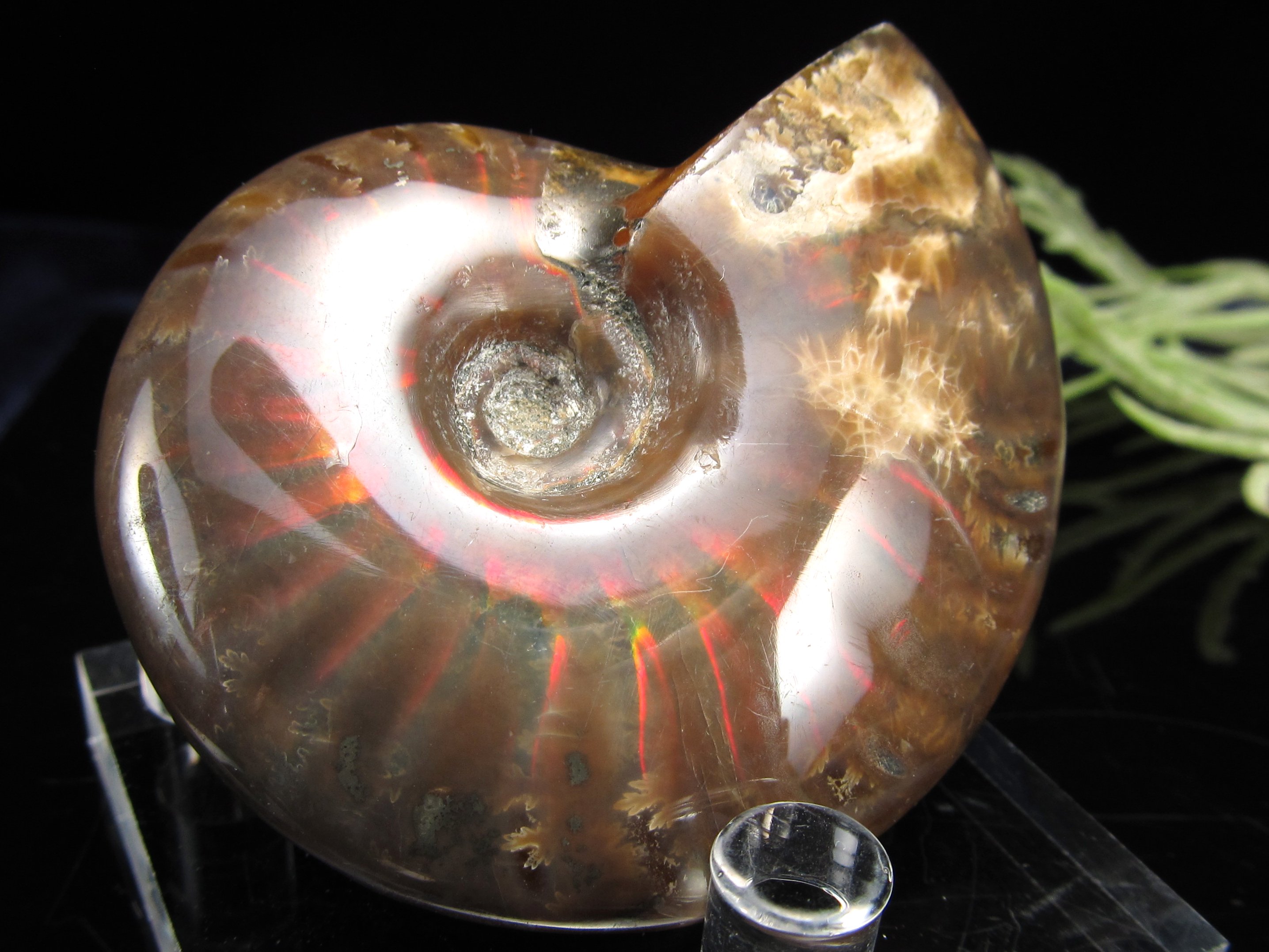 遥か太古の記憶を 手のひらに アンモナイト 化石 原石 重さ67g 遊色効果あり クレオニセラス 幸運を呼び込む石 一点もの