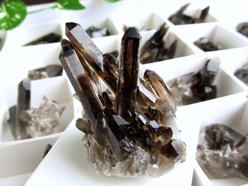 Sサイズ 1個売り アーカンソー産黒水晶ミニクラスター カード付き 平均の重さ約22.5g 限定 艶々極上モリオン アメリカ・アーカンソー産 2026年2月再撮影 cl-p