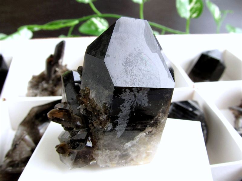 Lサイズ 1個売り アーカンソー産黒水晶ミニクラスター カード付き 重さ約40g-110g 箱サイズ 約6.5cm×6.5cm 限定 艶々極上モリオン アメリカ・アーカンソー産