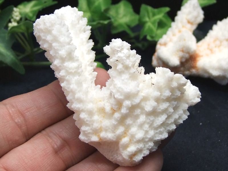 美しい海の宝石 ホワイトコーラル 重さ約20g-30g 1個売り 白サンゴ 海底からの贈り物 厄除け 子宝の御守り インテリアやお守りとしても パワーストーン 天然石