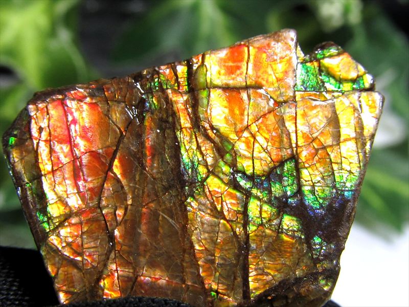 5A アンモライト ドラゴンスキン 竜の鱗 原石 最大幅約25.5mm 重さ約5.2g 1点物 生物起源の宝石 幸運を呼び込む石 極上一点物 カナダ産 パワーストーン 天然石