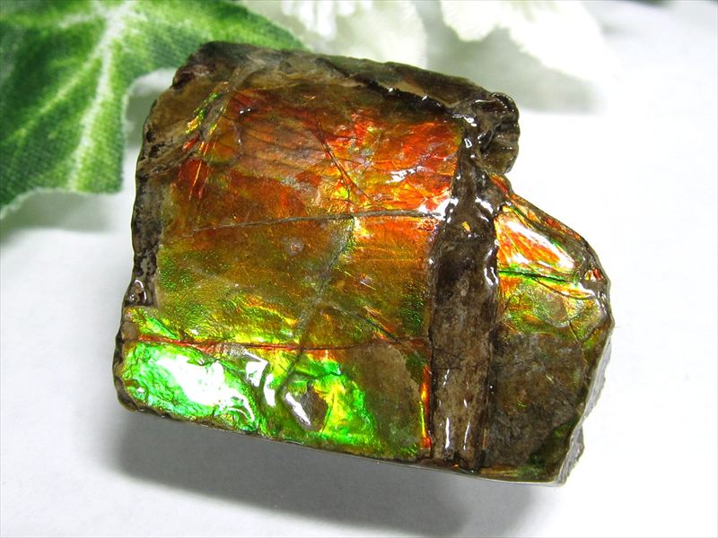 5A アンモライト 原石 最大幅約28mm 重さ約8.8g 1点物 生物起源の宝石 幸運を呼び込む石 フロートコレクションケース付き 極上一点物 カナダ産