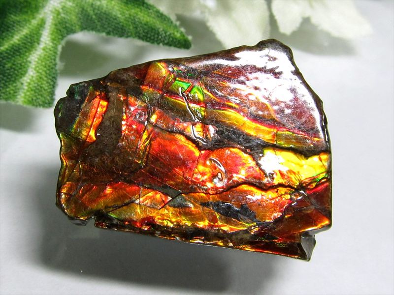 5A アンモライト 原石 最大幅約25.5mm 重さ約4.5g 1点物 生物起源の宝石 幸運を呼び込む石 フロートコレクションケース付き 極上一点物 カナダ産