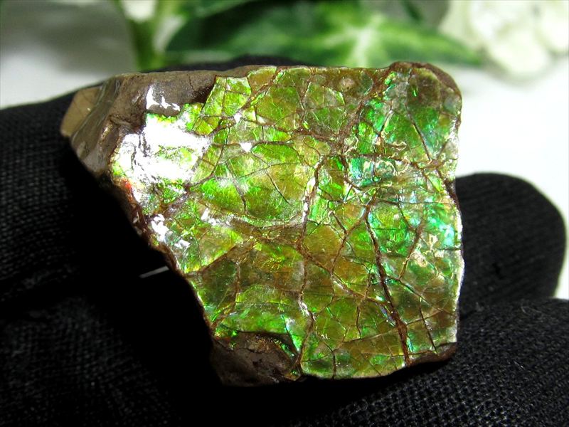 5A アンモライト ドラゴンスキン 竜の鱗 原石 最大幅約26.5mm 重さ約14.7g 1点物 生物起源の宝石 幸運を呼び込む石 極上一点物 カナダ産 パワーストーン