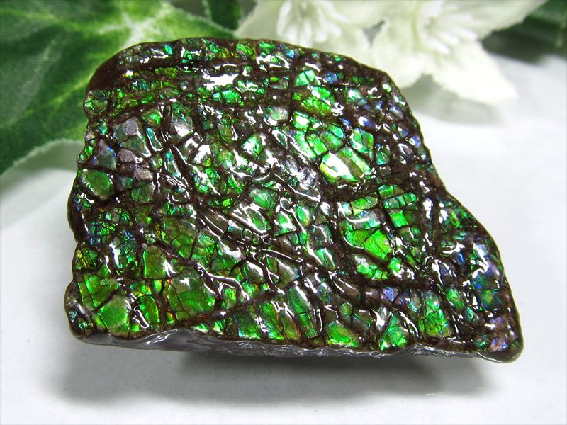 5A アンモライト 原石 最大幅約34.5mm 重さ約9.8g 1点物 生物起源の宝石 幸運を呼び込む石 フロートコレクションケース付き 極上一点物 カナダ産