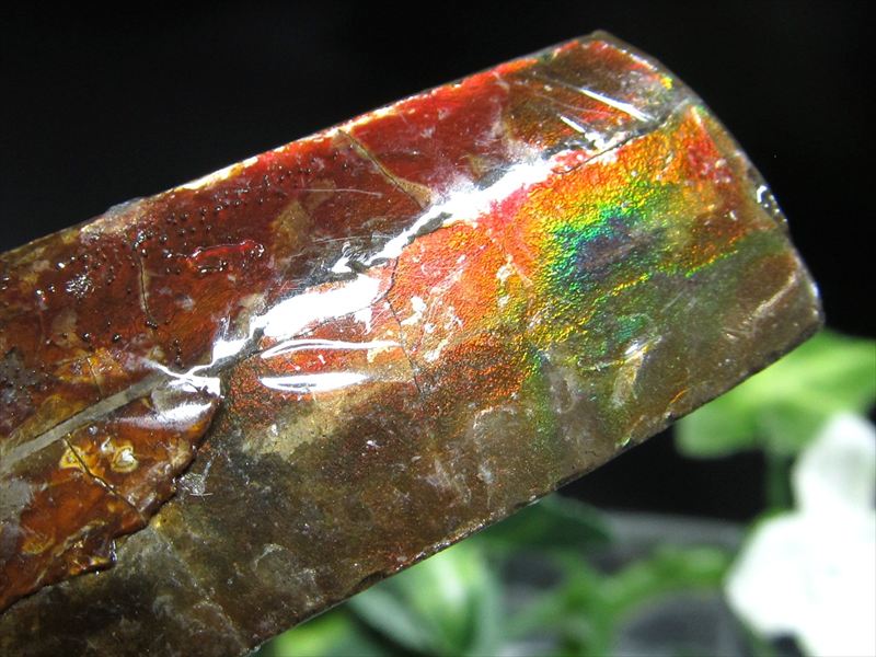 4A アンモライト 原石 最大幅44mm 重さ10.0g 1点物 生物起源の宝石 幸運を呼び込む石 極上一点物 カナダ産 パワーストーン 天然石