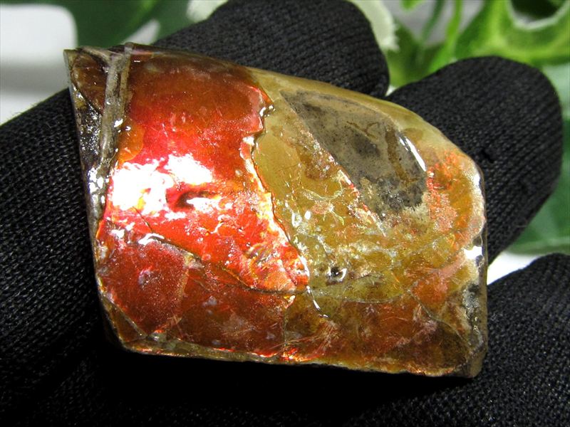 4A アンモライト 原石 最大幅27mm 重さ3.3g 1点物 生物起源の宝石 幸運を呼び込む石 極上一点物 カナダ産 パワーストーン 天然石