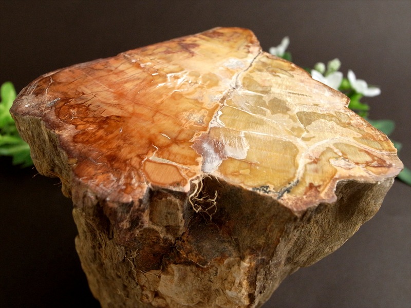 一面磨き 珪化木 ペトリファイドウッド 原石 最大幅 122mm 重さ 1167g 神秘なる大自然の力 ウッドストーン 博愛・真心・希望 木の化石 マダガスカル産