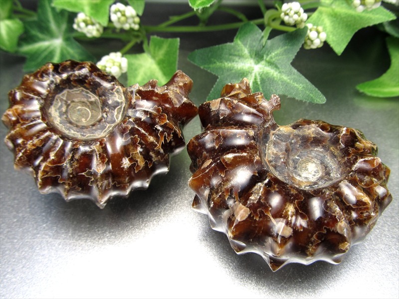 1個売り ドウビレイセラス アンモナイト化石 原石 50g-60g 巻貝アンモナイト 古代の神秘 時の瞑想者 マダガスカル産 パワーストーン 天然石