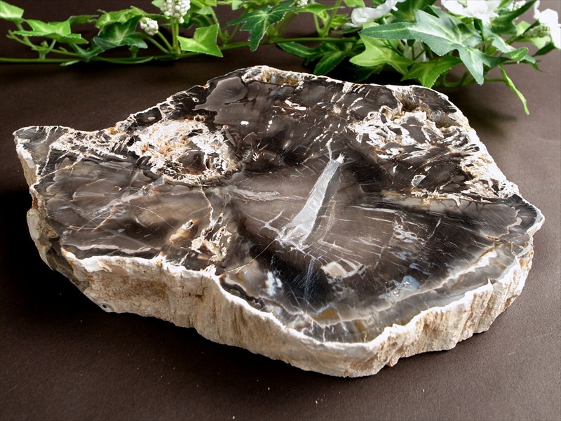 レアなブラック珪化木 ブラック珪化木 ペトリファイドウッド プレート 置物 最大幅 180mm 重さ 1016g 神秘なる大自然の力 ウッドストーン 博愛・真心・希望