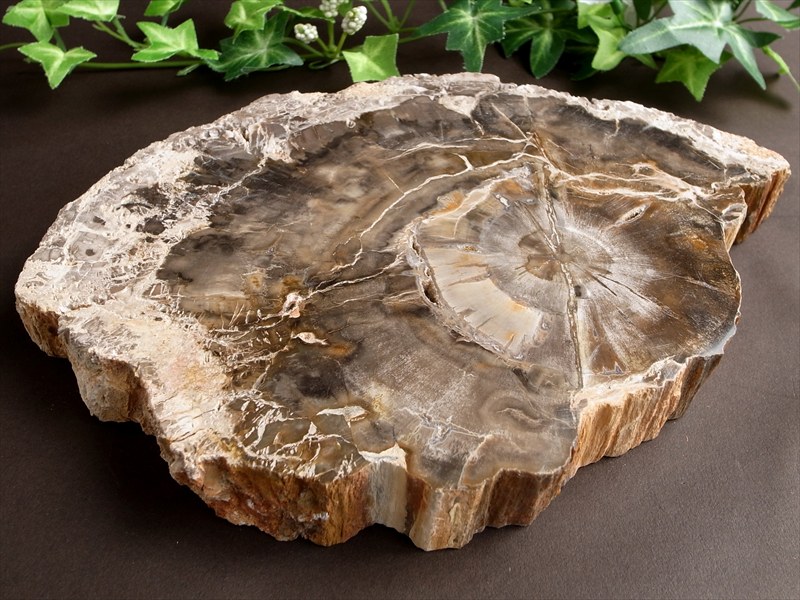 珪化木 ペトリファイドウッド プレート 置物 最大幅 226mm 重さ 1332g 神秘なる大自然の力 ウッドストーン 博愛・真心・希望 木の化石 パワーストーン 天然石