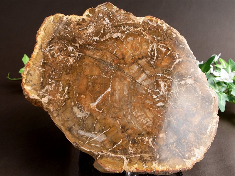 珪化木 ペトリファイドウッド プレート 置物 最大幅 180mm 重さ 855g 神秘なる大自然の力 ウッドストーン 博愛・真心・希望 木の化石 パワーストーン 天然石