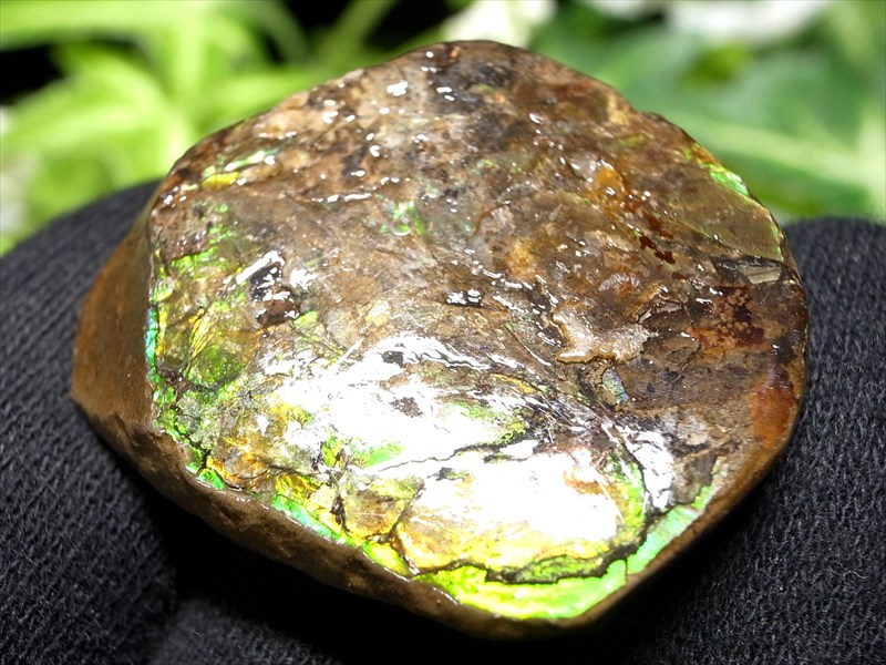 3A アンモライト 原石 最大幅約32mm 重さ約7.6g 1点物 生物起源の宝石 幸運を呼び込む石 フロートコレクションケース付き 極上一点物 カナダ産